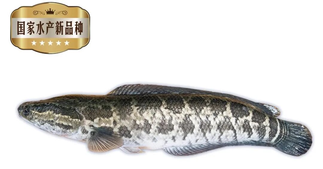 海大集团新品种杂交鳢雄鳢一号上榜2023年广东省农业主导品种