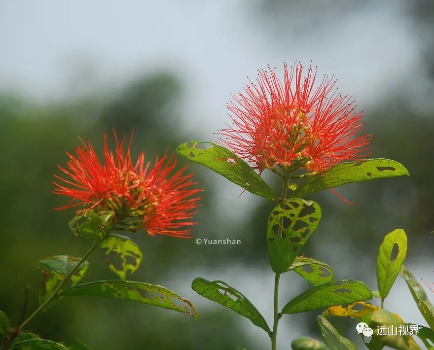 音符花跳舞草树牵牛 笔架山公园趣味植物喊你来打卡 远山视界 微信公众号文章阅读 Wemp