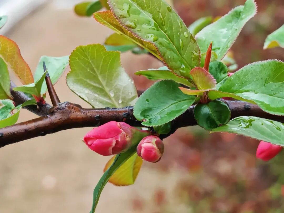 要不要使用AI工具创作？