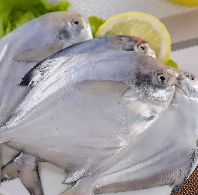 美味小白鲳东海野生带鱼88元带回家