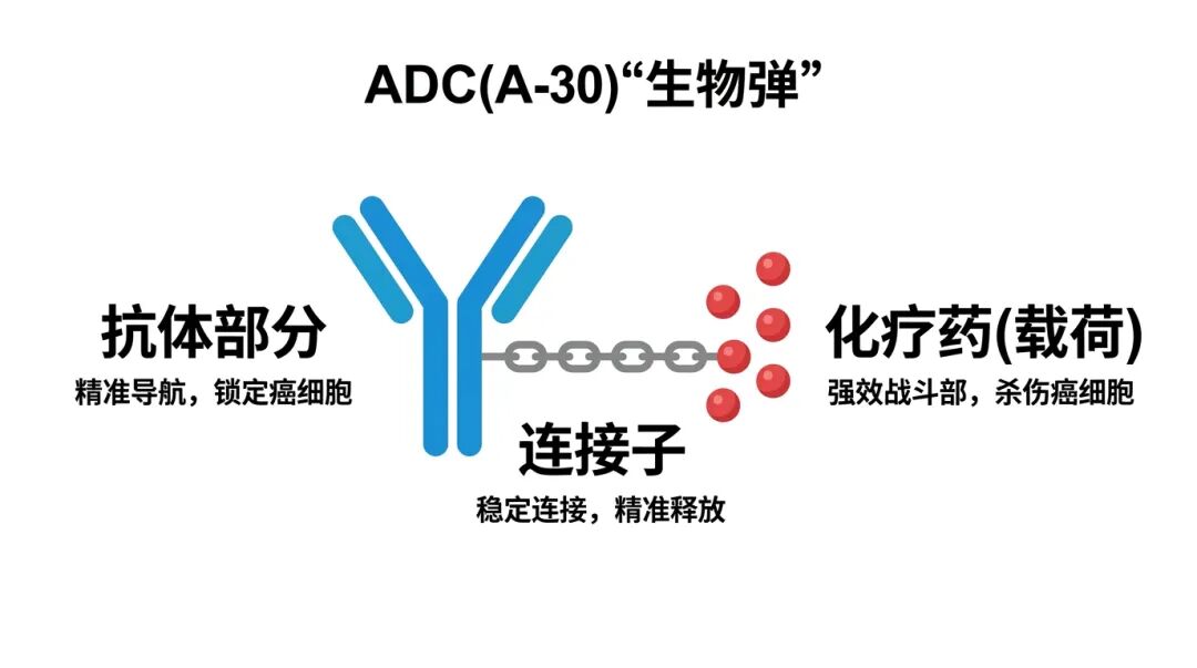 ADC药物“生物导弹”三部分结构原理科普图