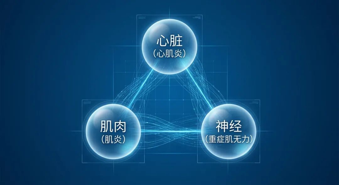 一张专业且具有国际化美感的医学插画，展示了‘三重M综合征’（TMOS）中涉及的心脏（心肌炎）、肌肉（肌炎）和神经（重症肌无力）三大系统的交织与联动。画面采用盛诺一家品牌蓝调，通过三个互联的发光球体和流动的光线，传达出现代医学对复杂免疫机制的精准解构与掌控感。