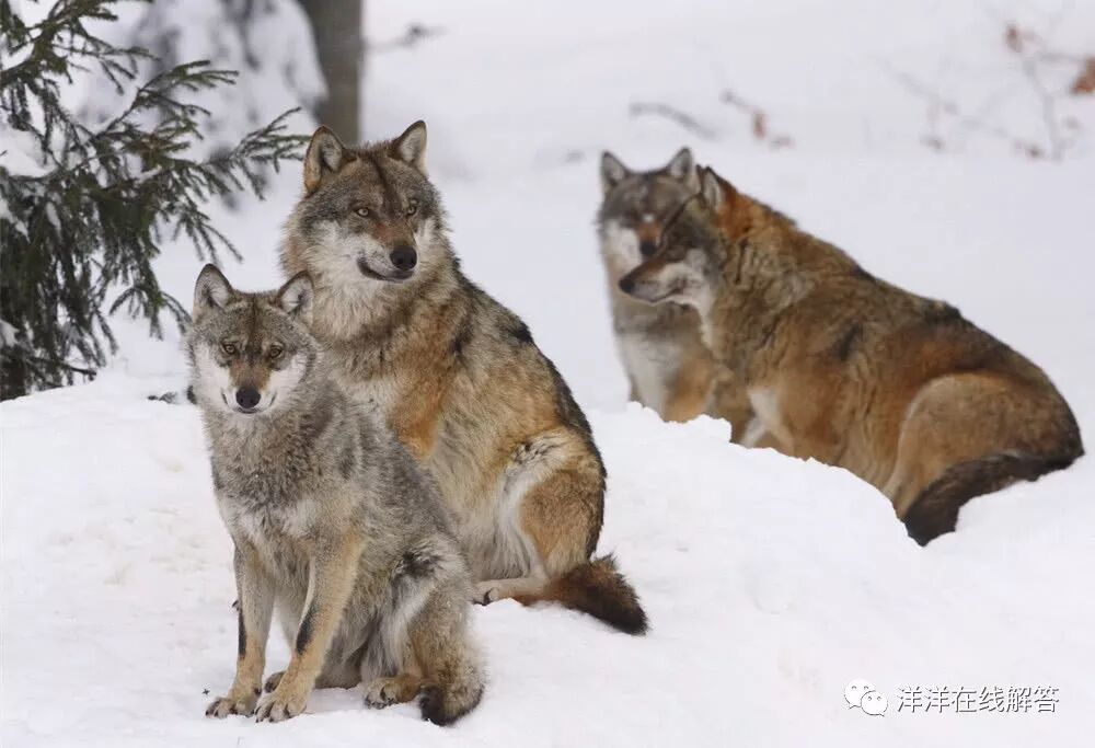 人们常说 狼狈为奸 狈究竟是什么生物 为何如此神秘 洋洋在线解答 微信公众号文章阅读 Wemp