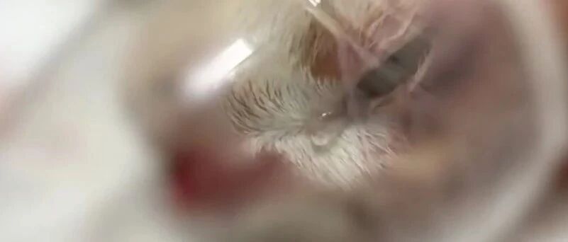 太残忍！男子当街用开水烫猫，导致4只已成形的小猫胎死腹中