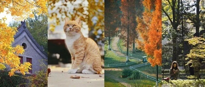 惊艳！高校官宣秋景来了，有你的母校吗？