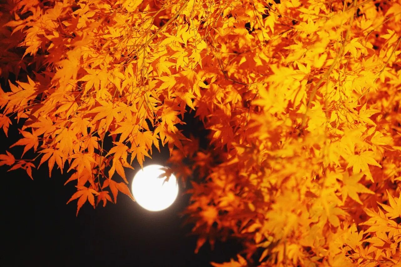 紅葉落 秋思起 央視新聞 微文庫