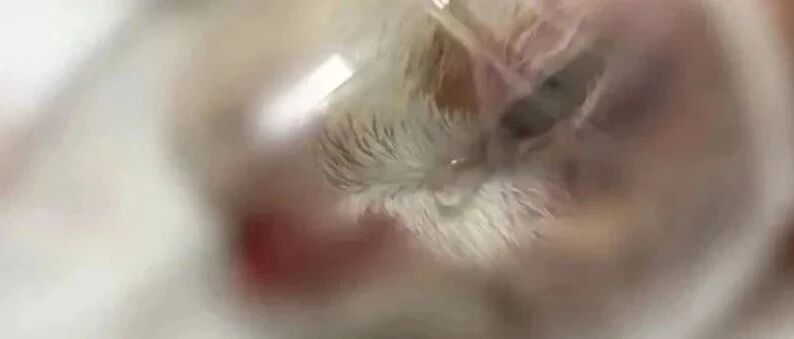 热评｜禁止虐待动物亟需立法，得到保护的将不仅仅是动物