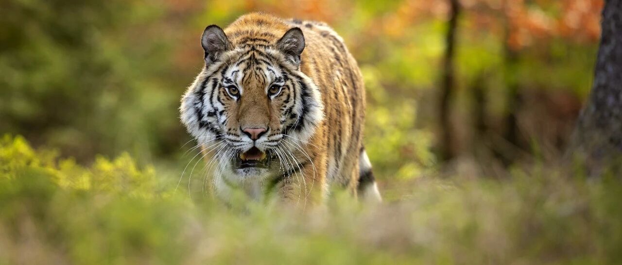 它们只剩这么少了！