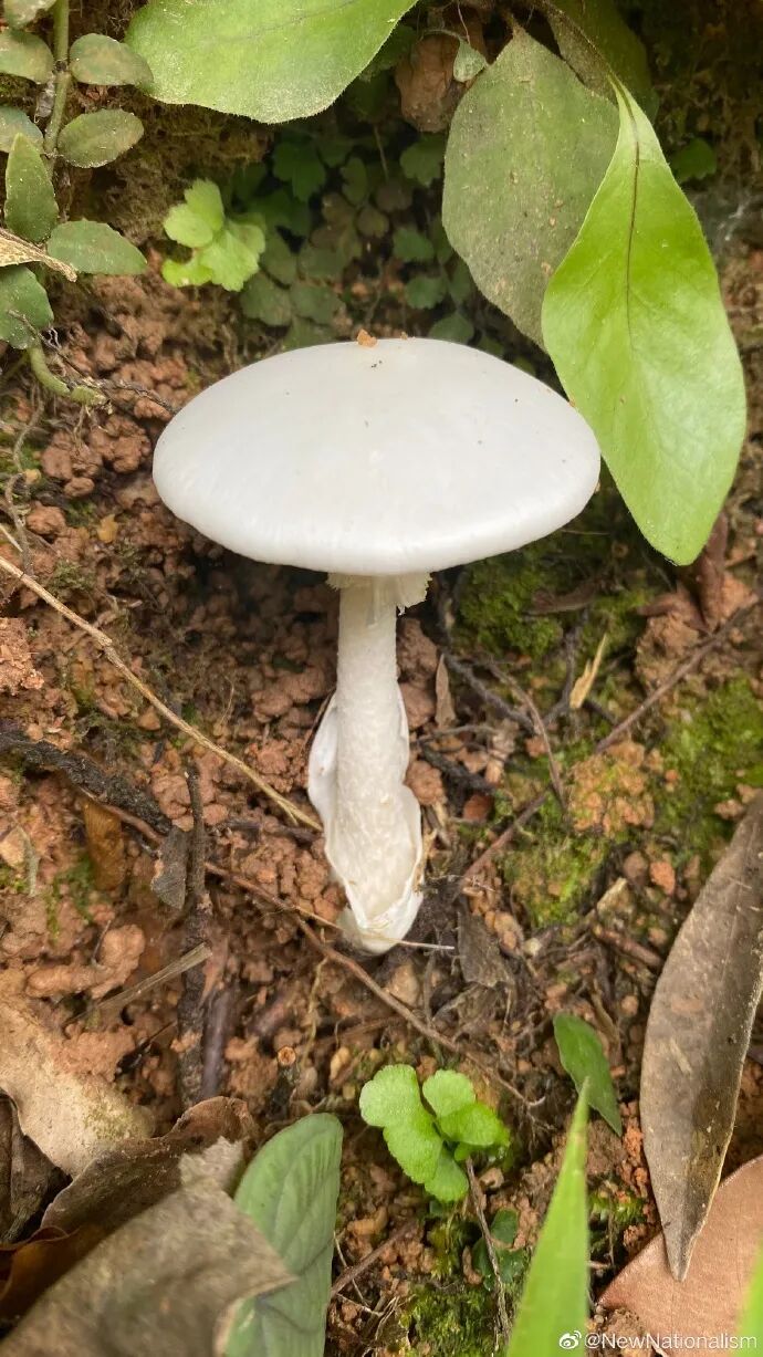 中毒|【提醒】又是它！4名儿童野蘑菇中毒，仅1人幸存