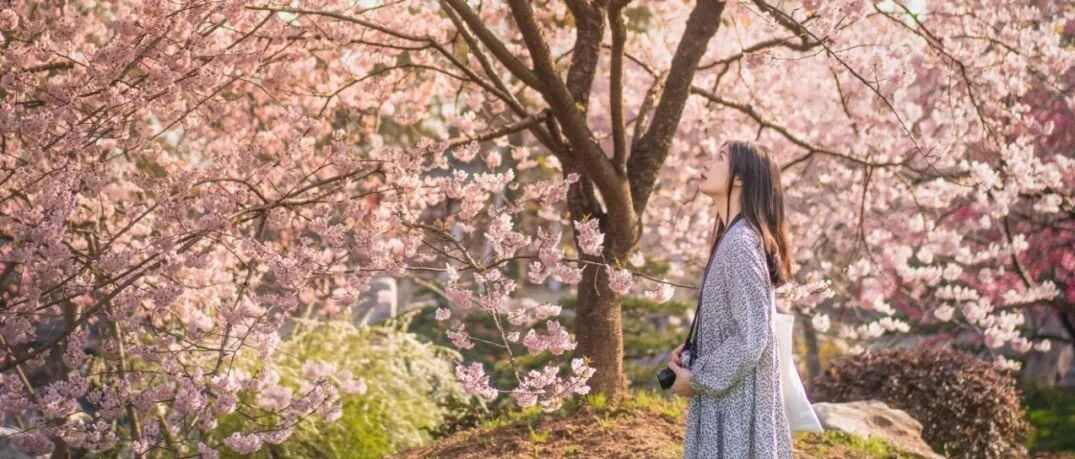 ꕥꕥꕥꕥꕥ花开好了，等你ꕥꕥꕥꕥꕥ