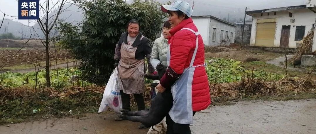 每人奖励一头小猪！这个学校的奖品亮了
