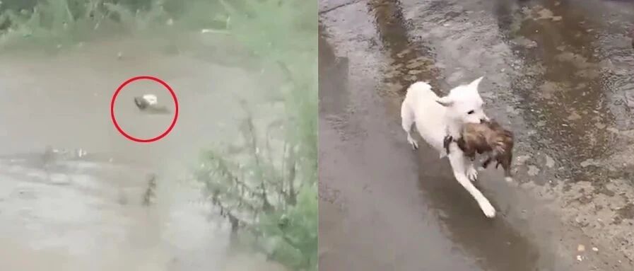 “别怕，妈妈来了”