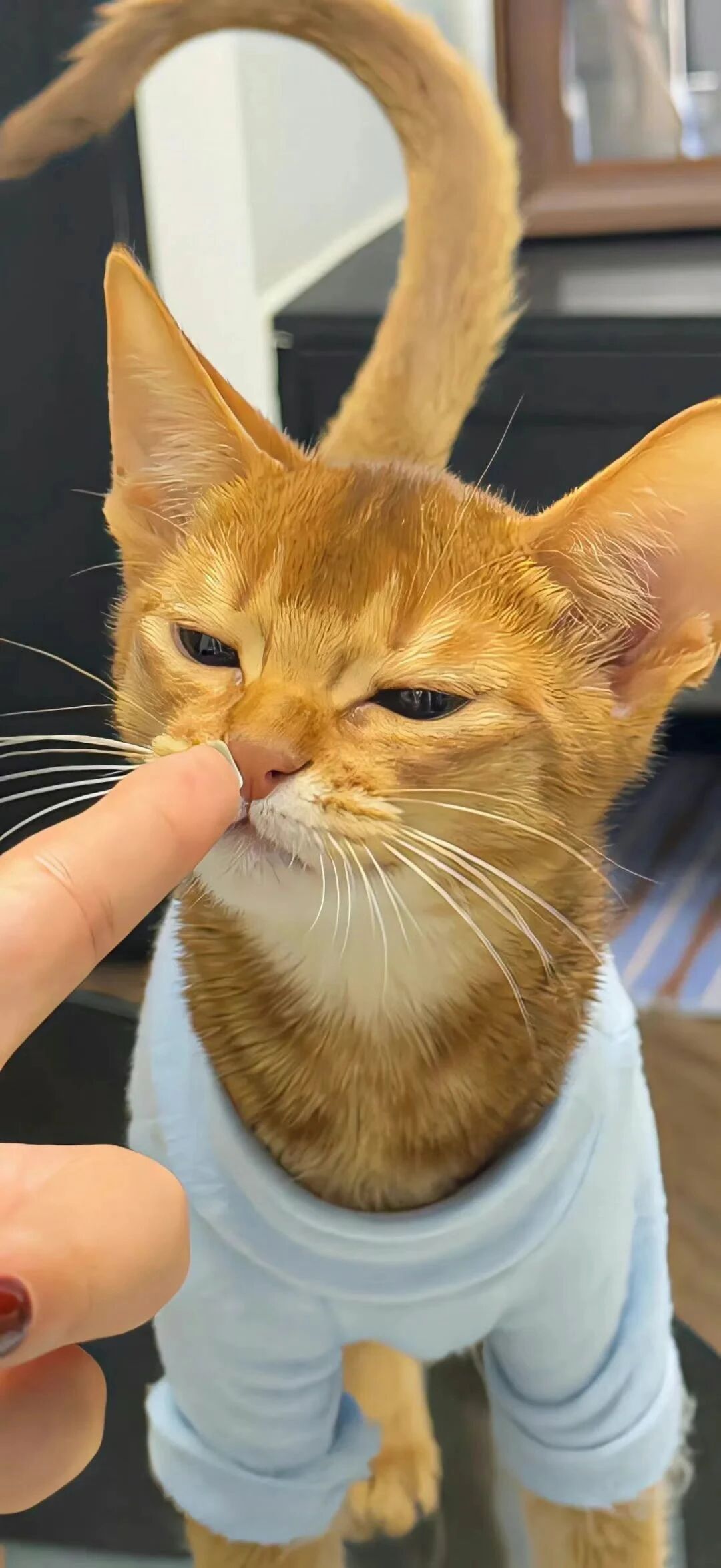 又发现一张还不错的手机壁纸