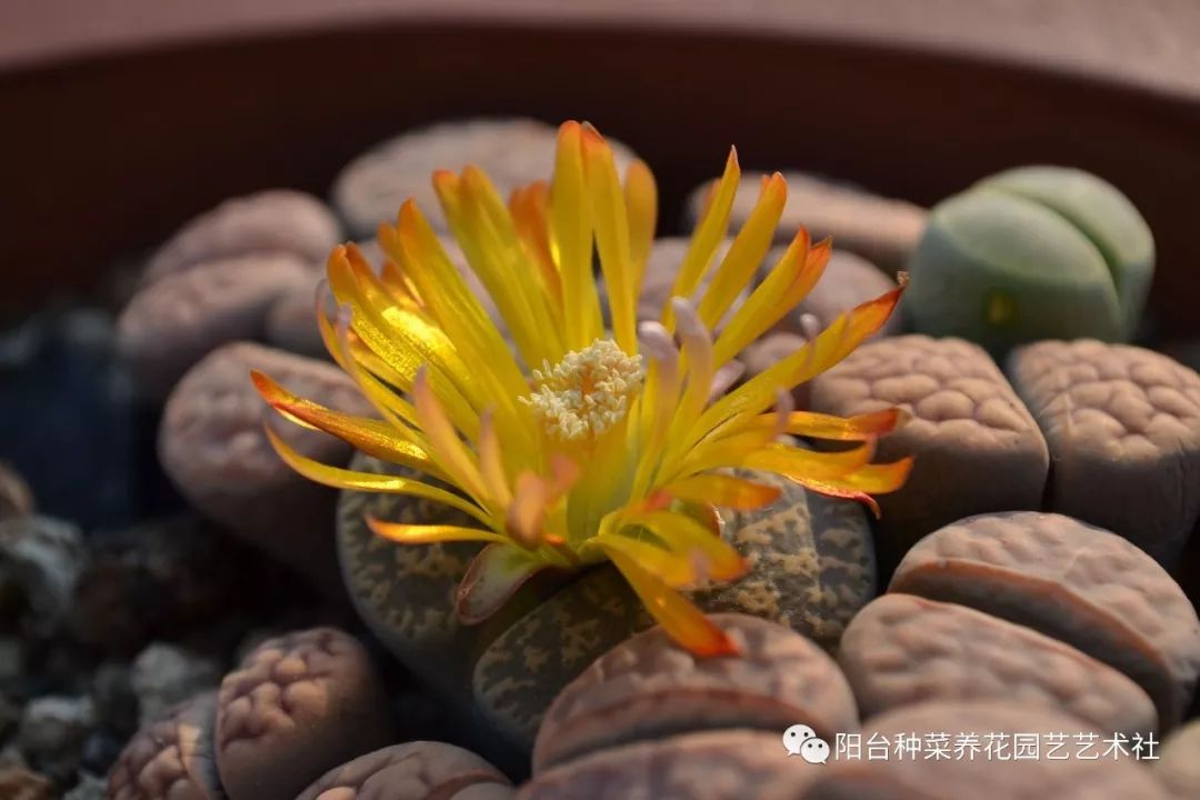 生石花之巴里玉系列lithops Hallii 阳台种菜养花园艺艺术社 微信公众号文章阅读 Wemp