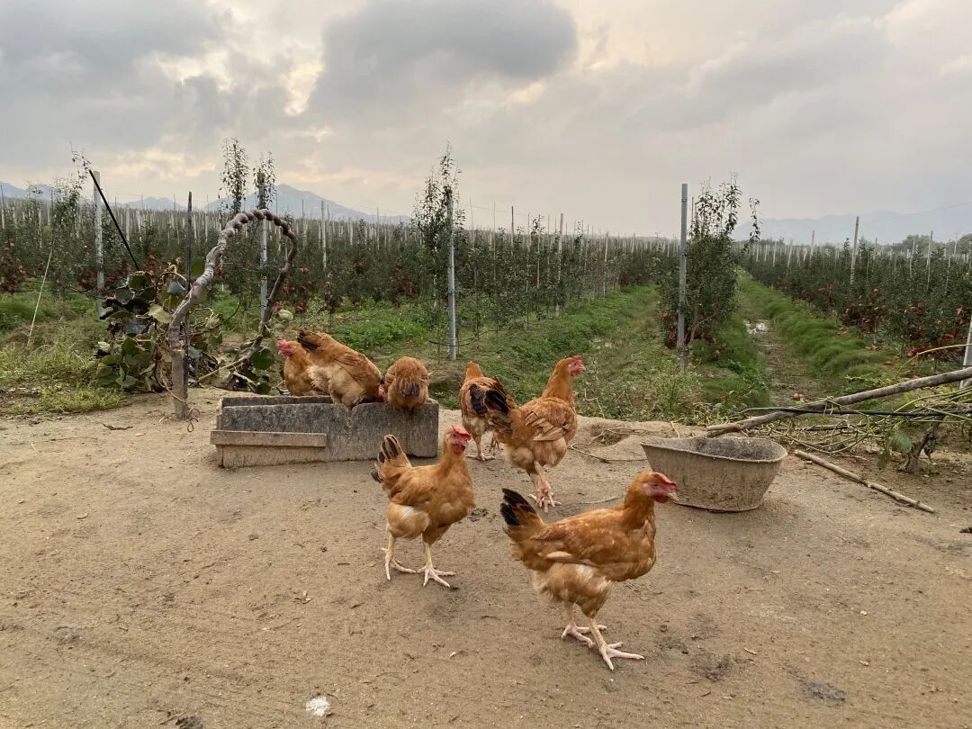 ������ƻ���������㻹û�Թ��ù��𽱵Ļƽ�ά��˹��