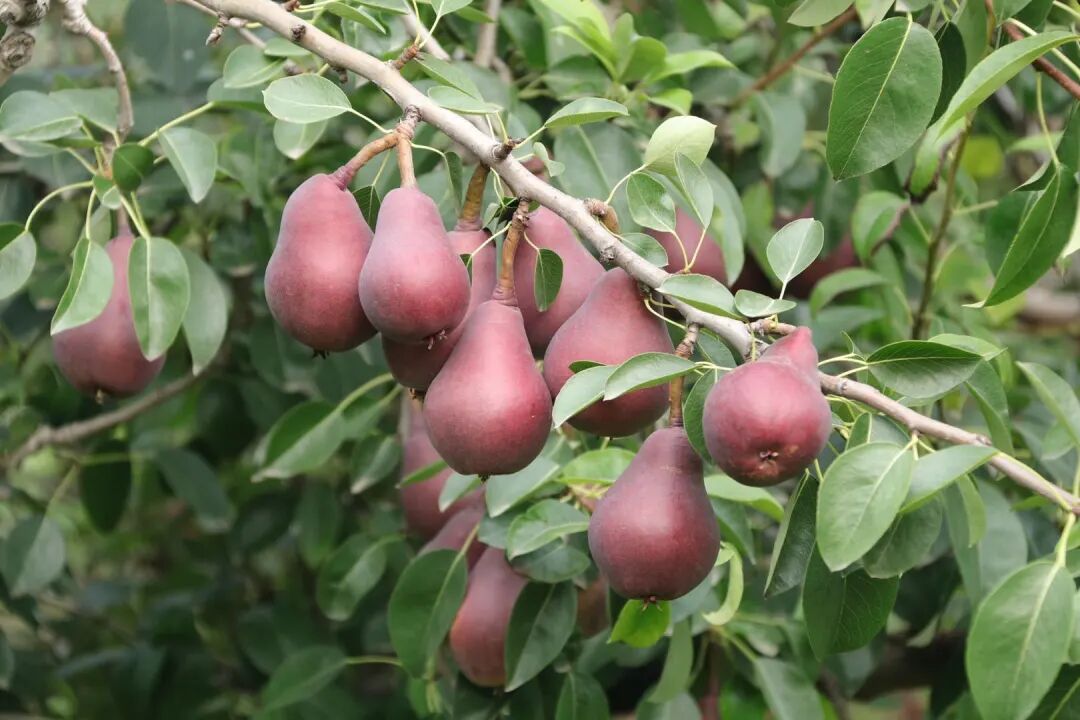 梨中贵族【红啤梨】,清甜嫩滑,润肺降火,99%人没吃过!