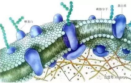 细胞膜亚显微结构模式图 稳定细胞膜