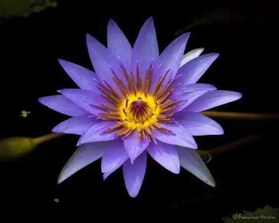 睡莲是埃及的国花