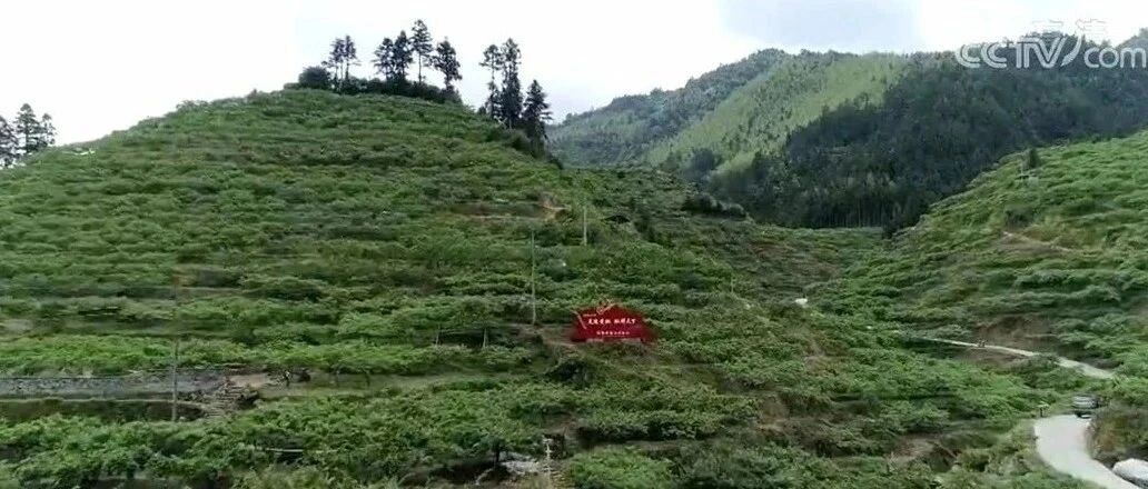 这个村，上了央视，因为……