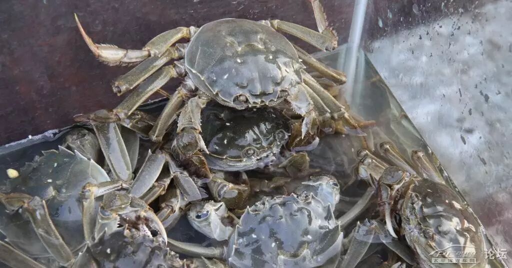 二是白肚,贴泥的肚脐,甲壳晶莹洁白,没有黑色斑点