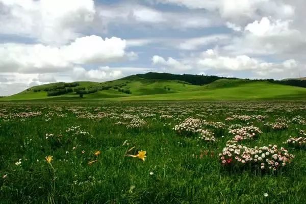 美丽的草原 花开啦 局老人 微信公众号文章阅读 Wemp