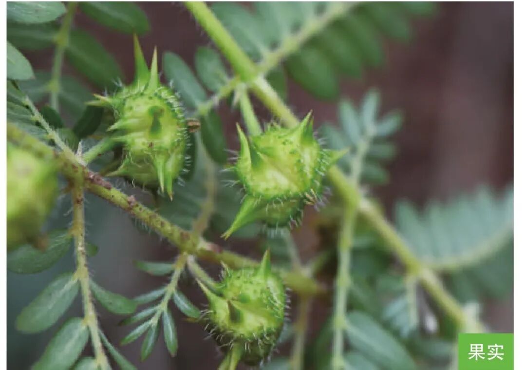 茨,就是蒺藜,一种植物,结带刺的种子,北方的田野里经常可以看到,我们