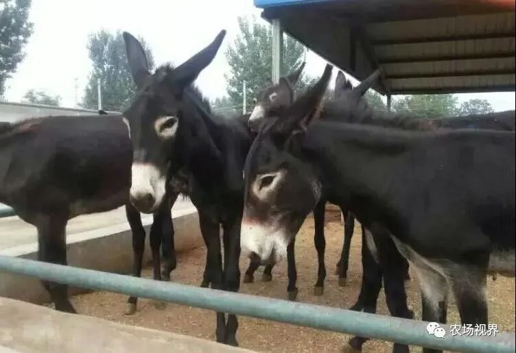 适合穷人的创业项目养殖 养殖参考：一个适合穷人致富的养殖项目