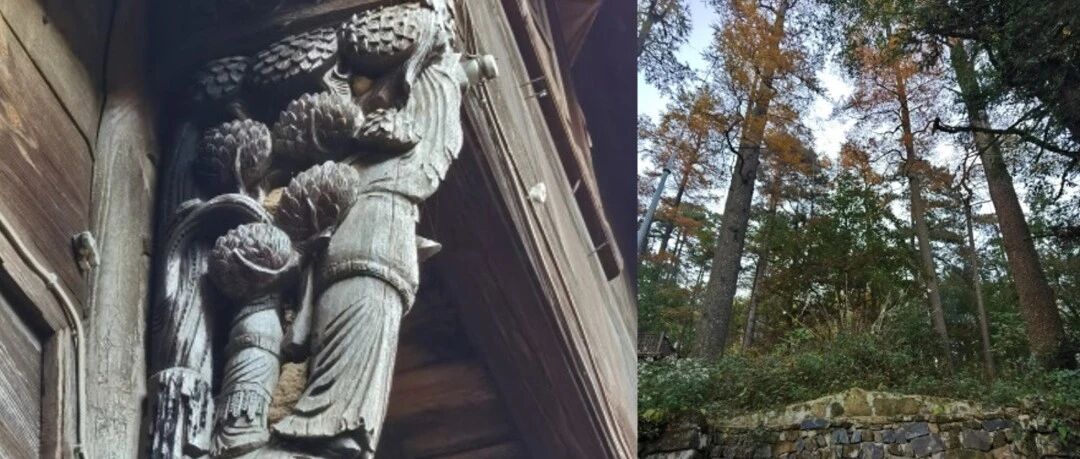 它们被弄到城市里，拄着拐棍、绑着绳子、戴着帽子