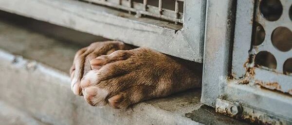 “N号房”再现！施虐者不乏未成年人，还“欢迎人肉”……