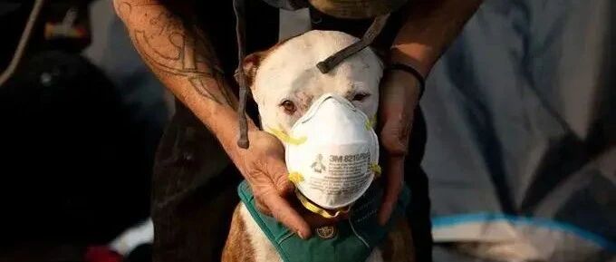 粗暴扑杀引发舆论质疑，涉疫人员的宠物到底该如何对待？