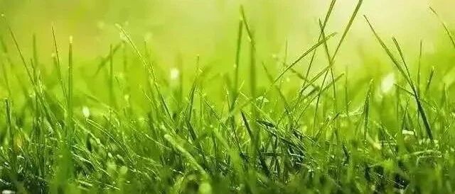 像草一样去做人（深刻）