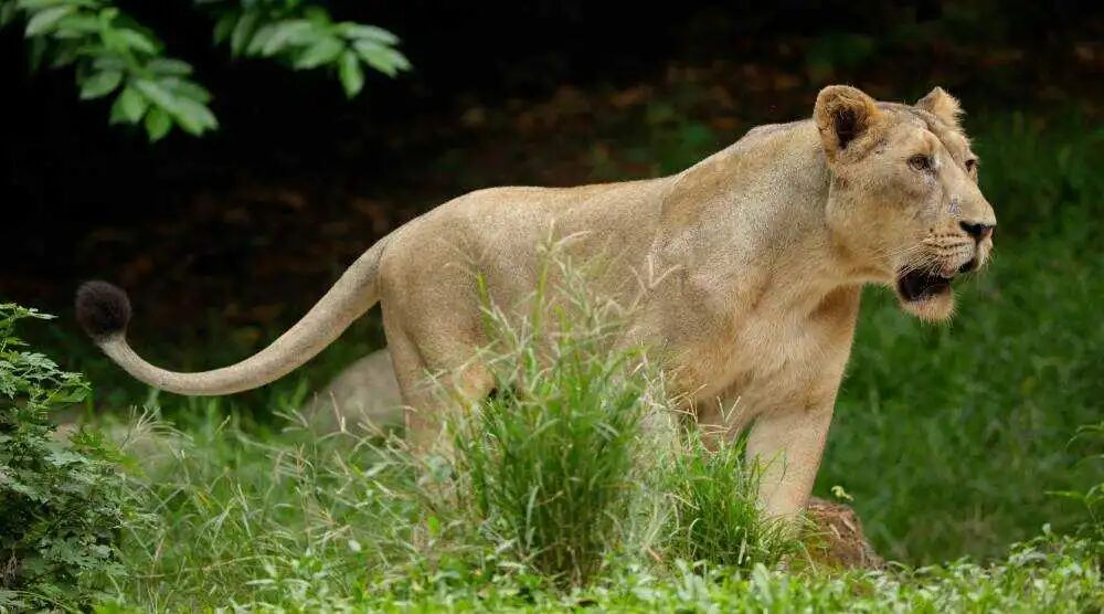 Man - their biggest threat