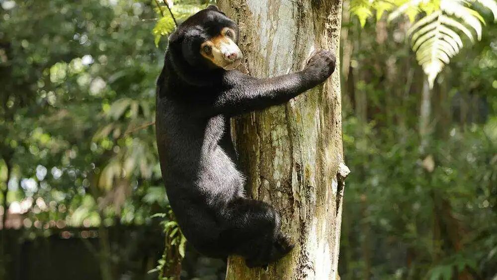 Sun bear climbing a tree