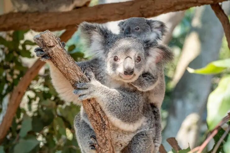 昆士兰州，布里斯班，龙柏考拉保护区的考拉 © 昆士兰州旅游及活动推广局版权所有