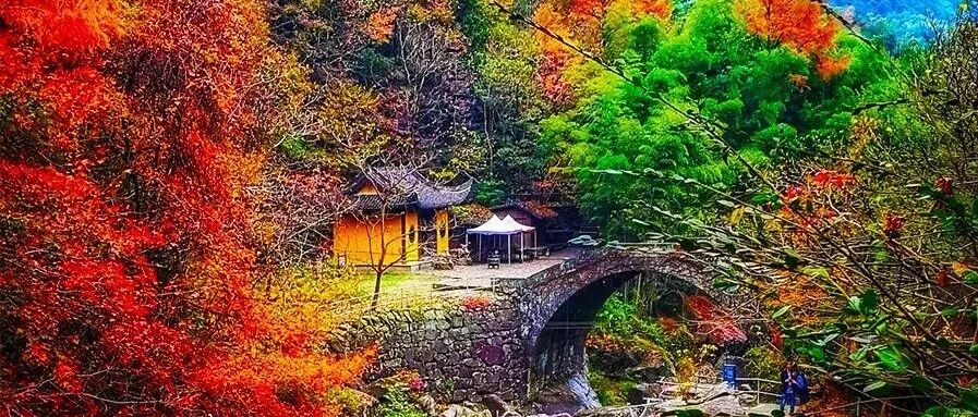 满山都是红柿子，这个600年的古村，再也藏不住了！