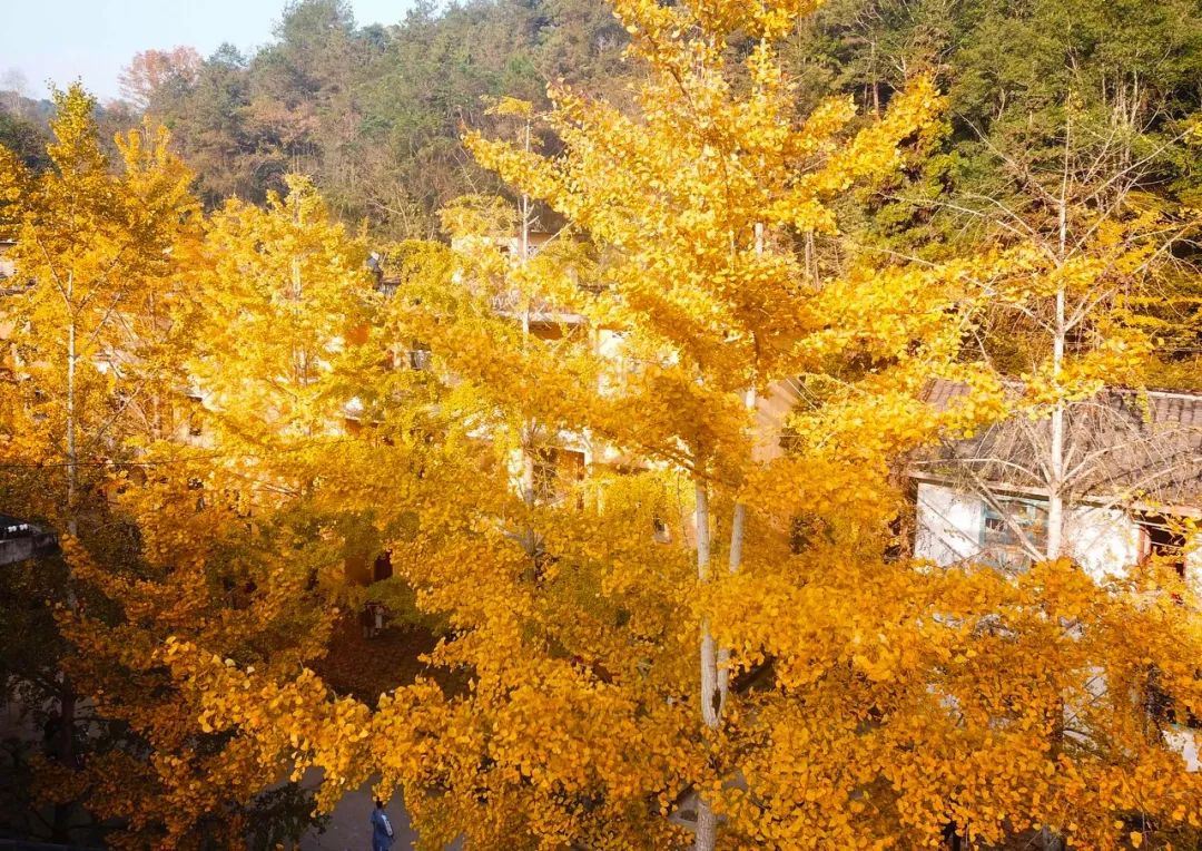 中國最美10大銀杏村，現在挑一個賞葉正好 旅遊 第17張