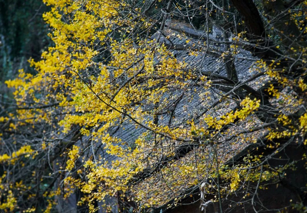 中國最美10大銀杏村，現在挑一個賞葉正好 旅遊 第22張