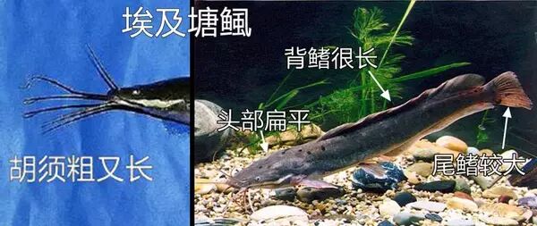 鲶鱼很脏?小龙虾是鬼子用来清理尸体的?别再傻啦!