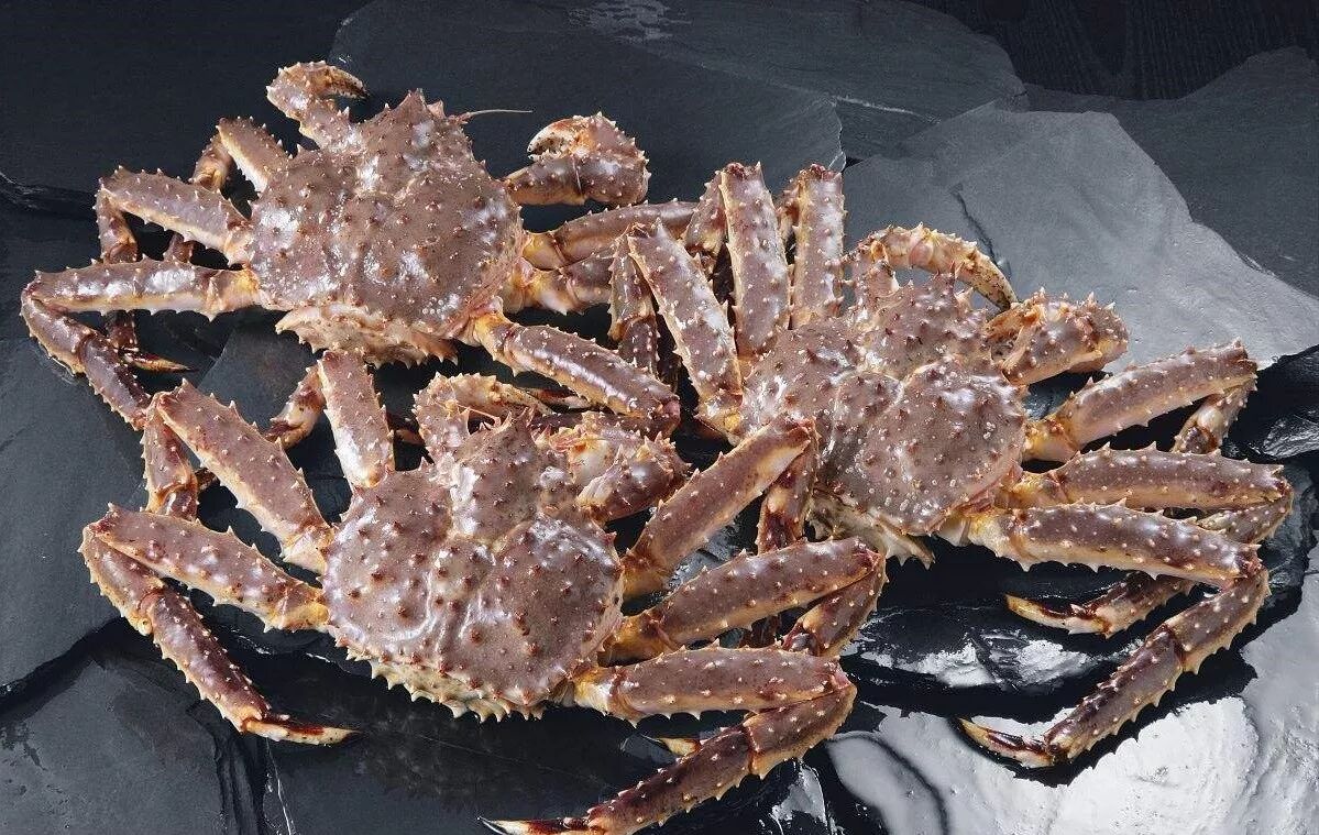 日本螃蟹知多少 | 别再花最贵的钱吃最廉价的蟹!