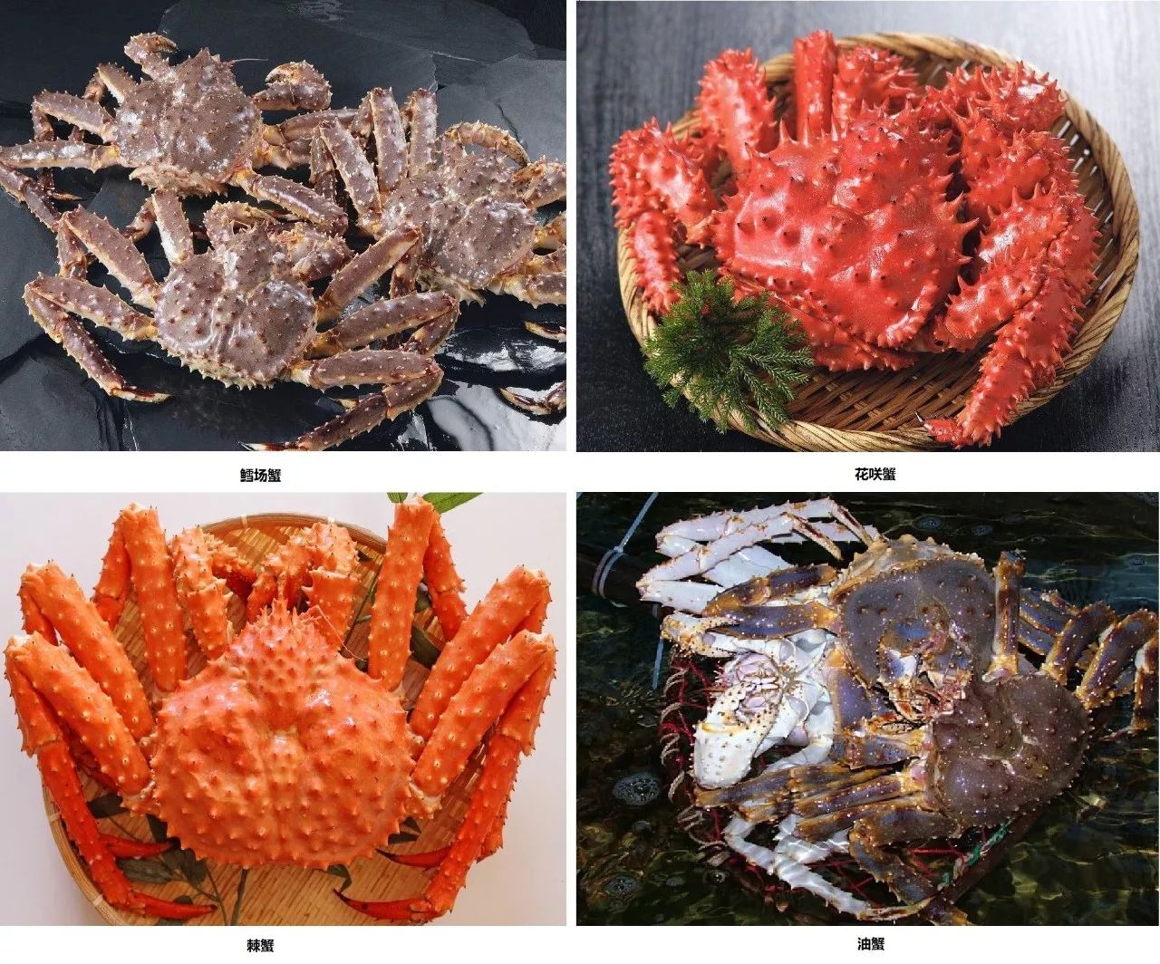 日本螃蟹知多少 | 别再花最贵的钱吃最廉价的蟹!