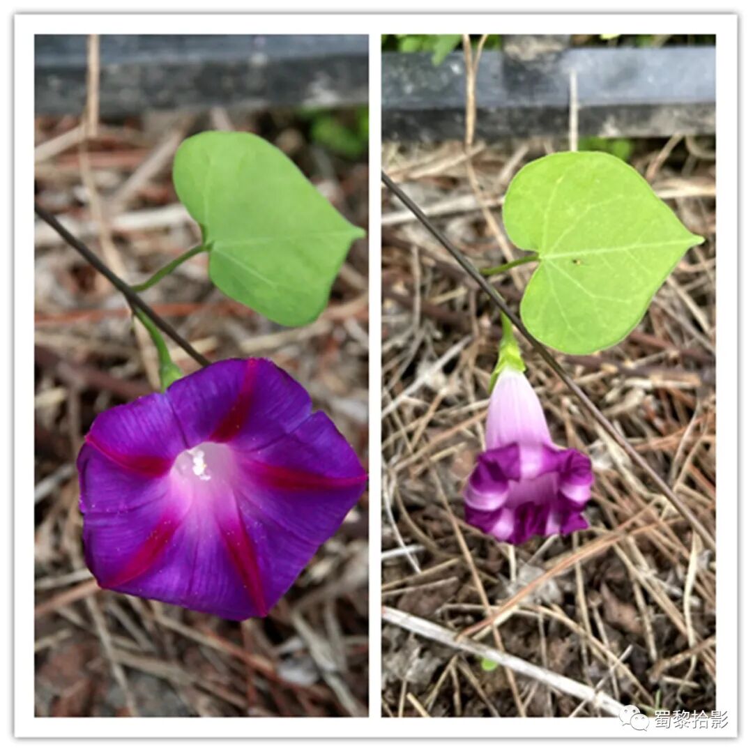 牵牛花 吹响晨号 赏花识花342 全网搜
