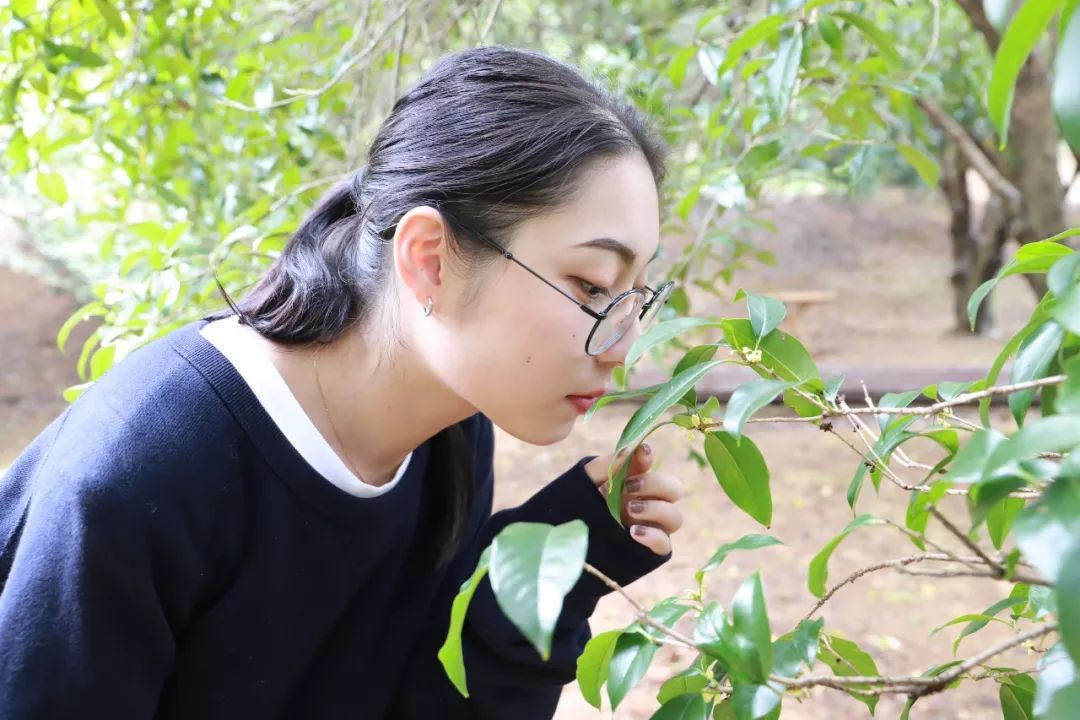 今年柯桥桂花为何迟开原因是大家赏桂要抓紧