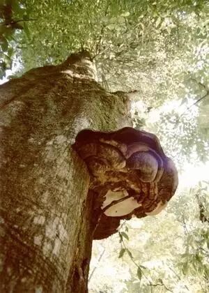 巨型灵芝与高大的千年小叶石精树.图片来源:news.sina.com.cn