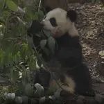 大熊猫科念啃咬口罩？成都大熊猫繁育研究基地回应