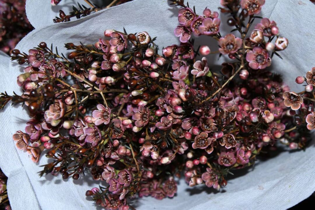 气候与市场双重考验，鲜花艰难“过冬”，优胜劣汰趋势明显！