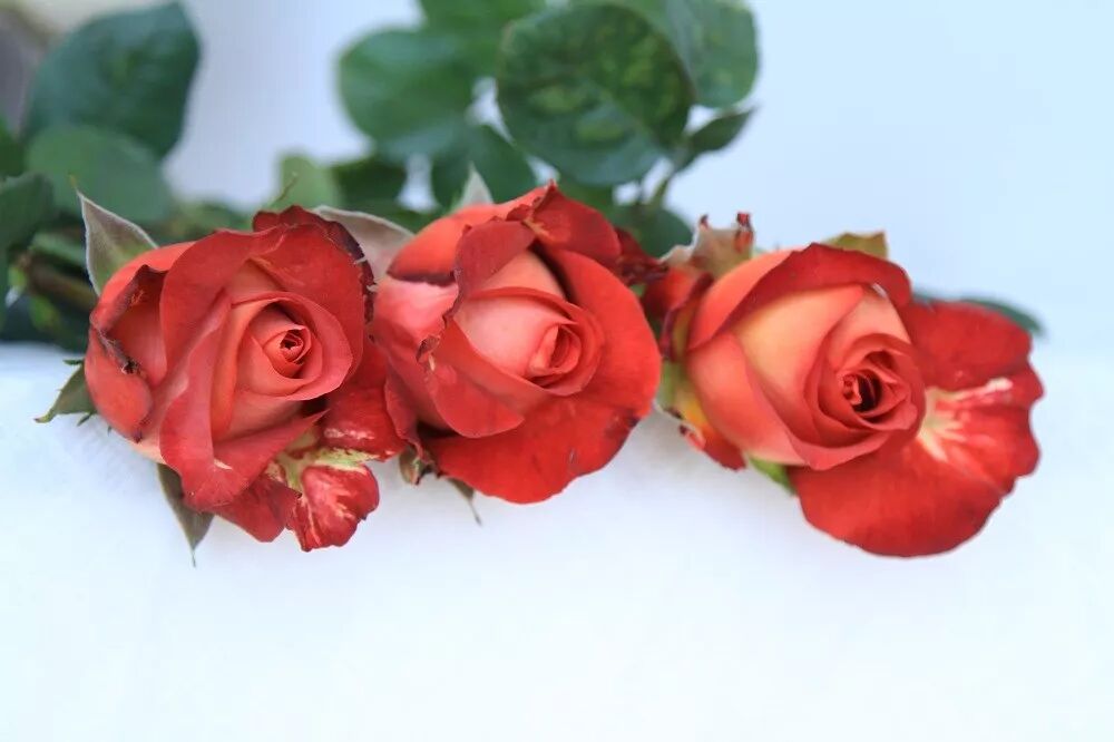 气候与市场双重考验，鲜花艰难“过冬”，优胜劣汰趋势明显！