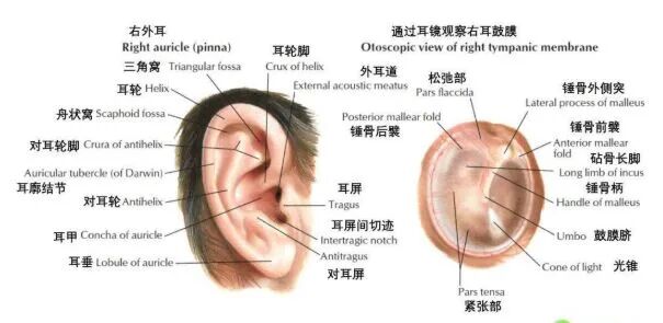 耳朵内窥镜什么样小小耳内镜  内有大乾坤_https://www.jmylbn.com_新闻资讯_第5张