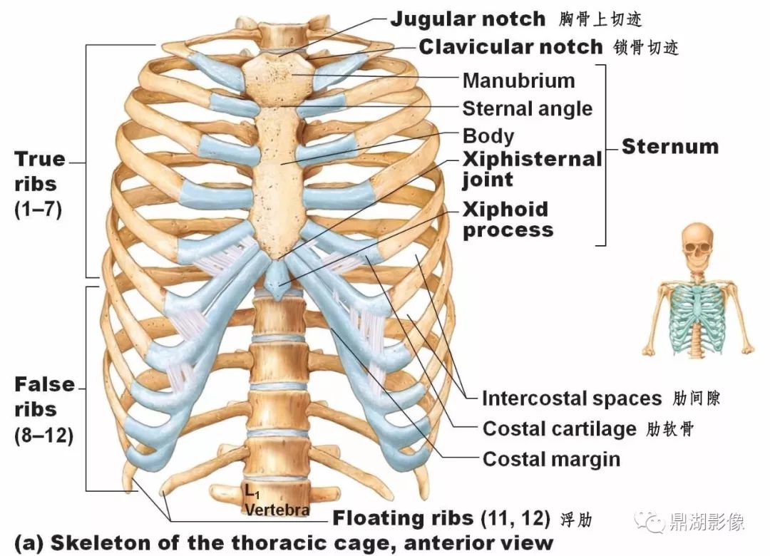 从0到1 躯干骨解剖 自由微信 Freewechat