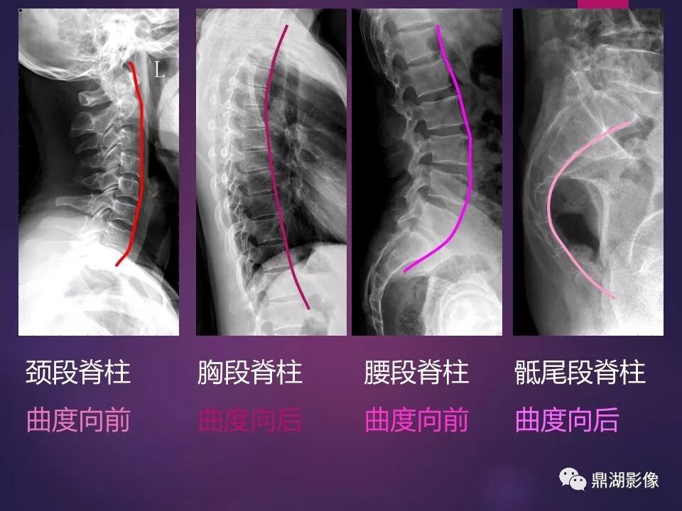 全身骨肌系统正常影像解剖（高清图谱）
