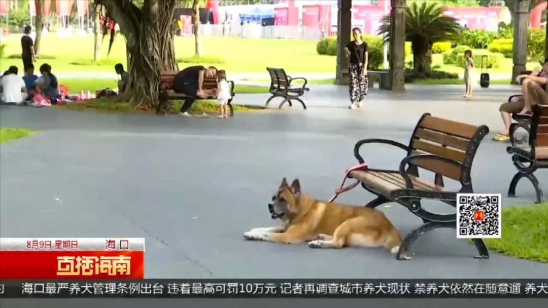 海口最嚴養犬管理條例出臺，重點管理區內每戶限養一隻，違規最高可罰10萬元！ 寵物 第1張